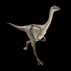 Archaeornithomimus