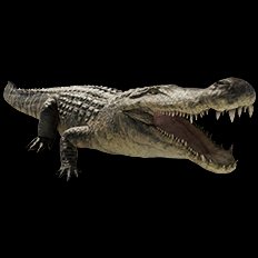 Deinosuchus