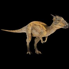 Dracorex