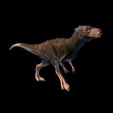 Moros intrepidus