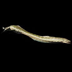 Styxosaurus
