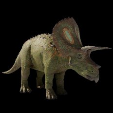 Torosaurus