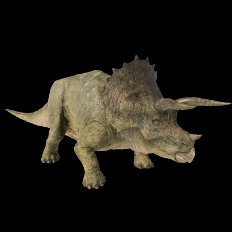 Triceratops
