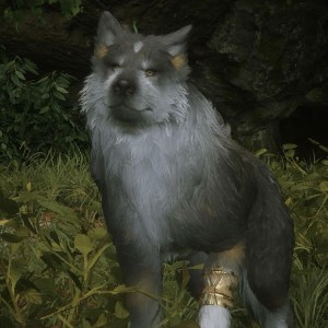 Torgal