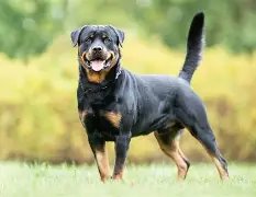Luna Rott