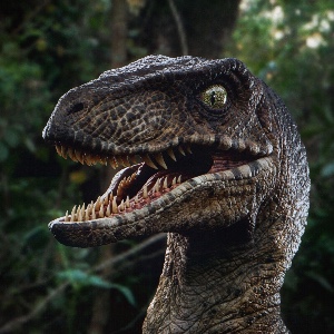 Velociraptor