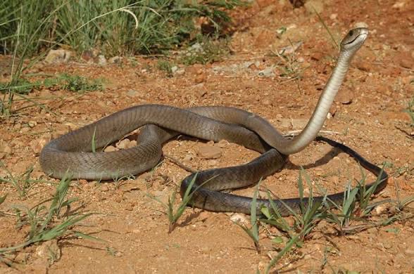Black mamba