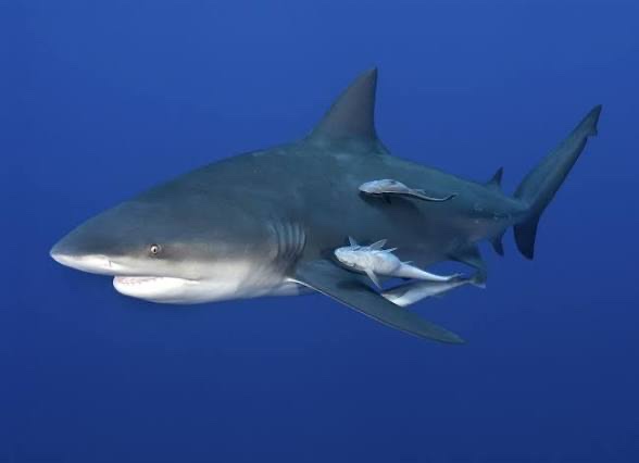 Bull shark