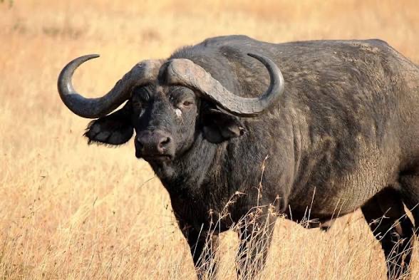 Cape buffalo
