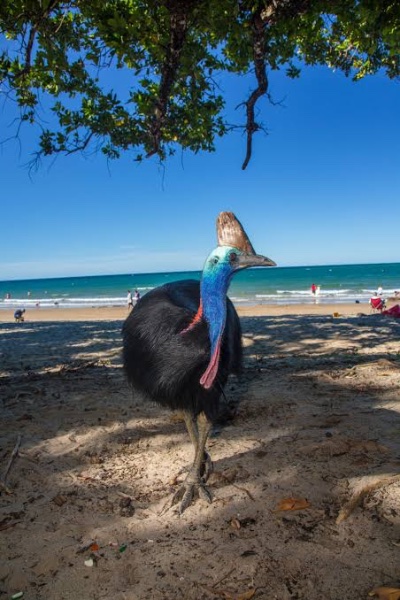Cassowary