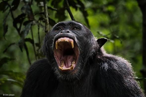Chimpanzee
