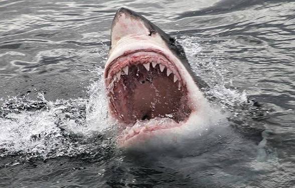 Great white shark
