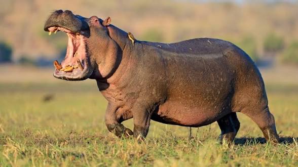Hippo