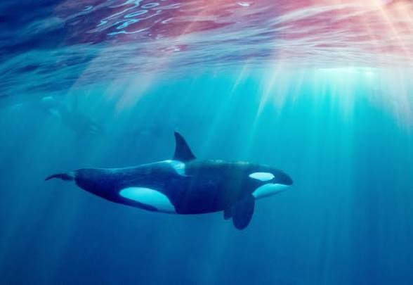 Killer whale