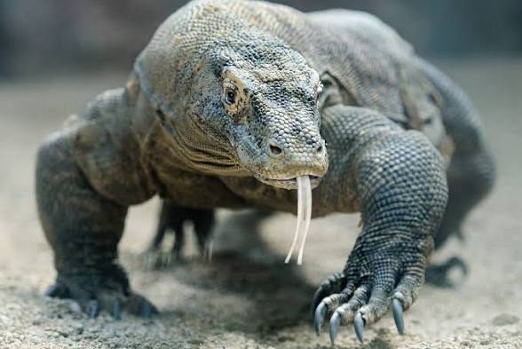 Komodo dragon