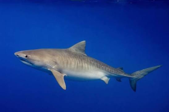 Tiger shark