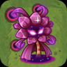 Aeonium