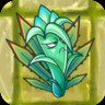Agave