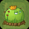 Ball Cactus