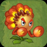 Banksia Boxer