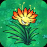 Clivia