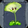 Dandelion (Online)
