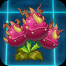 Dragon Bruit