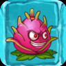 Dragonfruit