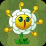 Golden Chrysanthemum