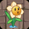 Narcissus