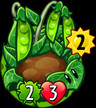 Pea Patch