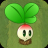 Small Radish