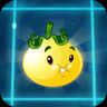 Solar Tomato