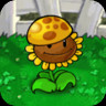 Sun-Sunflower