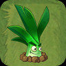 Sunshine Leek