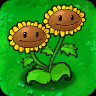 Twin Sunflower