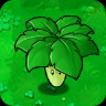 Umbrella Leaf