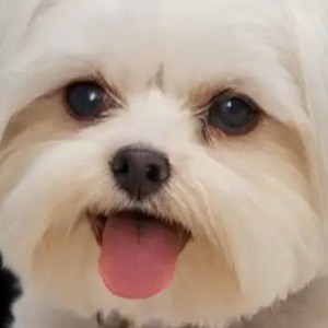 Amelia