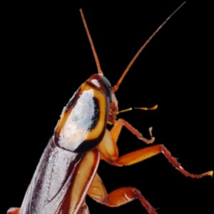 Kafkaru