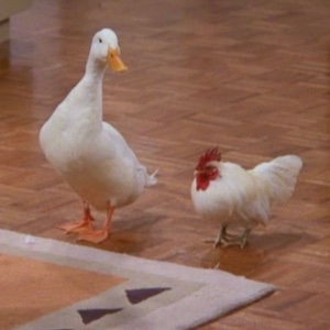 The Chick and The Duck