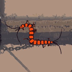 Centipedes