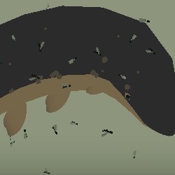 Locust Whales