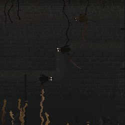 Rats