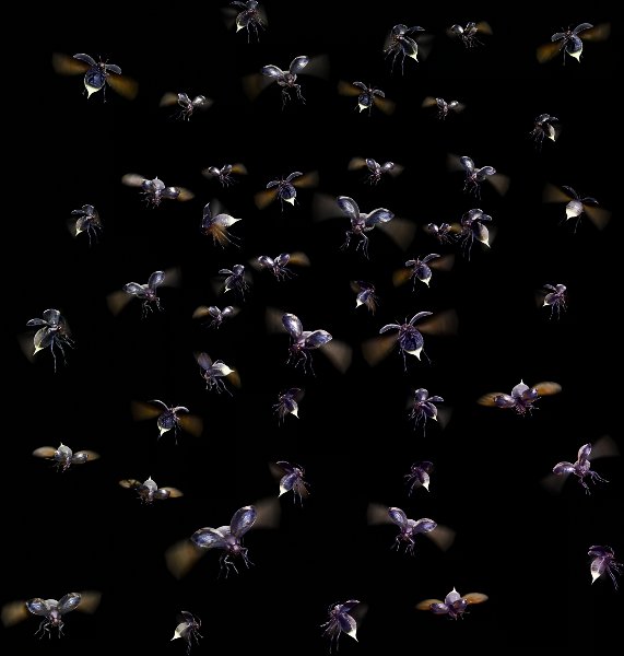 Great Thunderbug