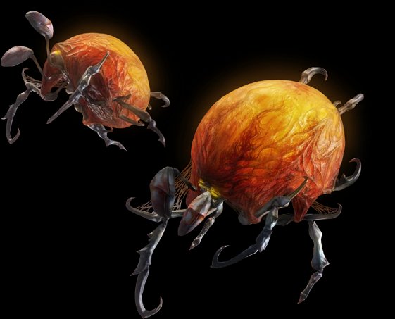 Pyrantula
