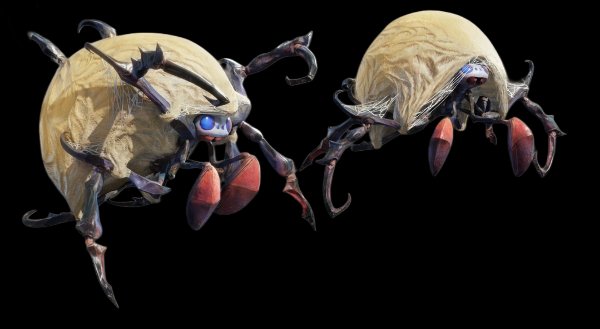 Rachnoid