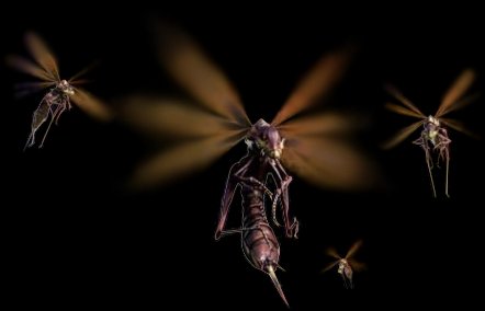 Vespoid