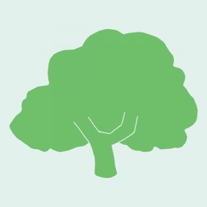 birch-tree