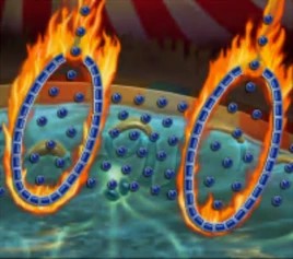 Jump the Squid