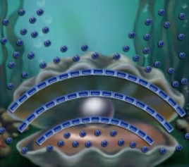 Pearl Clam